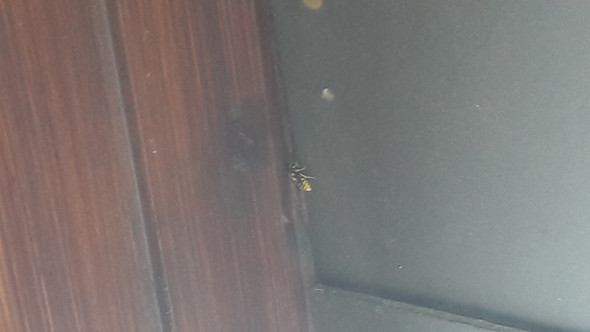 Über meinen Balkon fliegen noch so so Insekten rum - (Freizeit, Insekten, Biene oder Wespe)