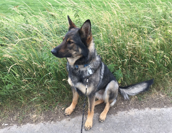 Holly - (Hund, Schäferhund)