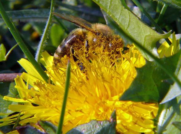 - (Tiere, Natur, Insekten)