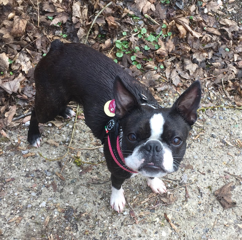 Boston Terrier Züchter? (Hund, Welpen)