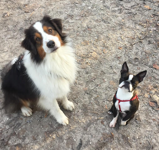 Boston Terrier Züchter? (Hund, Welpen)
