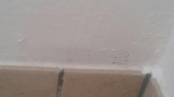 Schwarze und harte kleine Flecken an der Wand. Was kann das sein