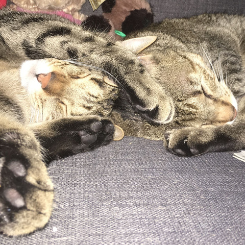 warum halten menschen sich katzen als haustiere tiere katze