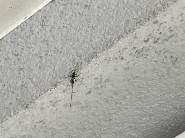 1/2 - (Natur, Insekten)