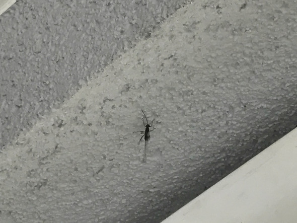 2/2 - (Natur, Insekten)