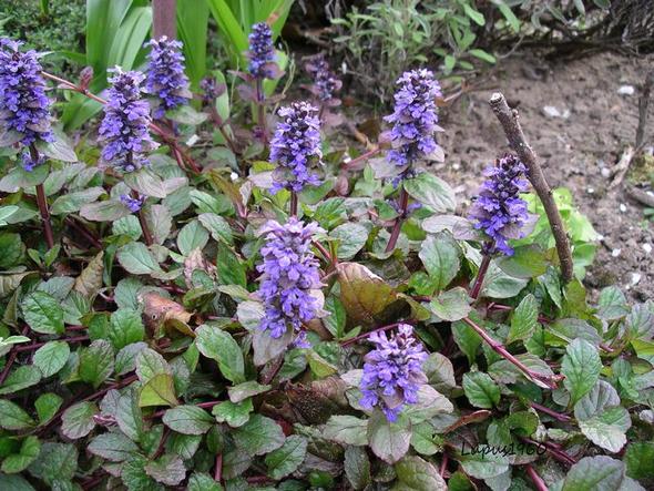 Kriechender Günsel - (Pflanzen, Natur, Naturschutz)