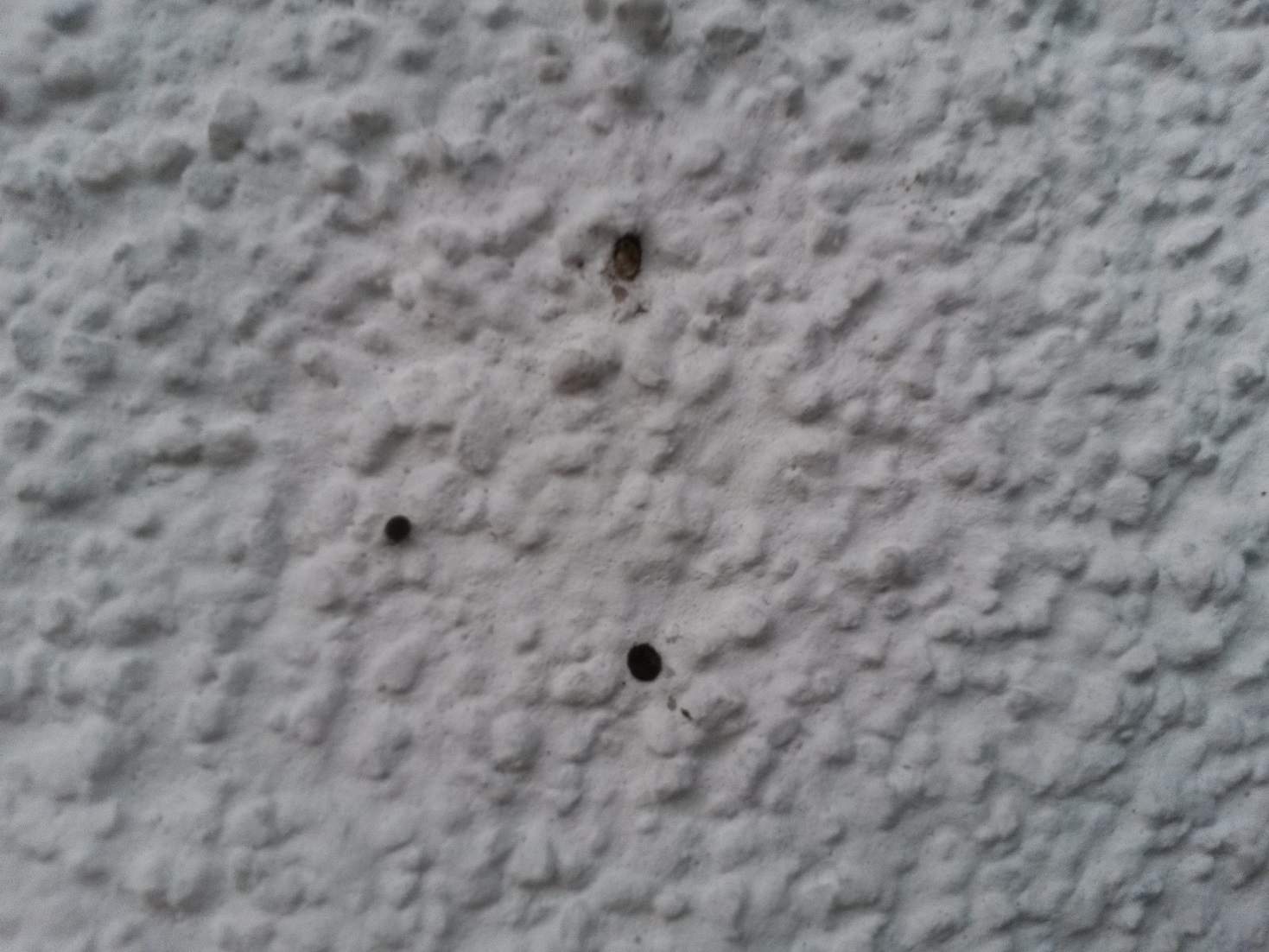 Was sind die kleinen schwarzen Punkte an der Hauswand? (Garten