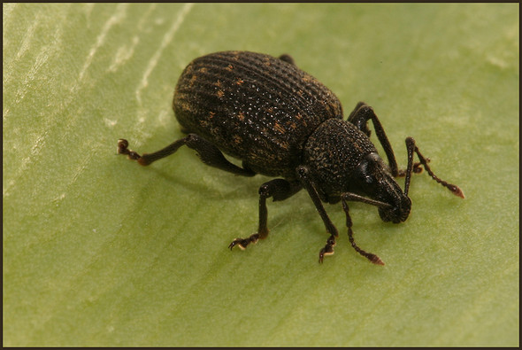 Rüsselkäfer - (Biologie, Insekten, Kaefer)