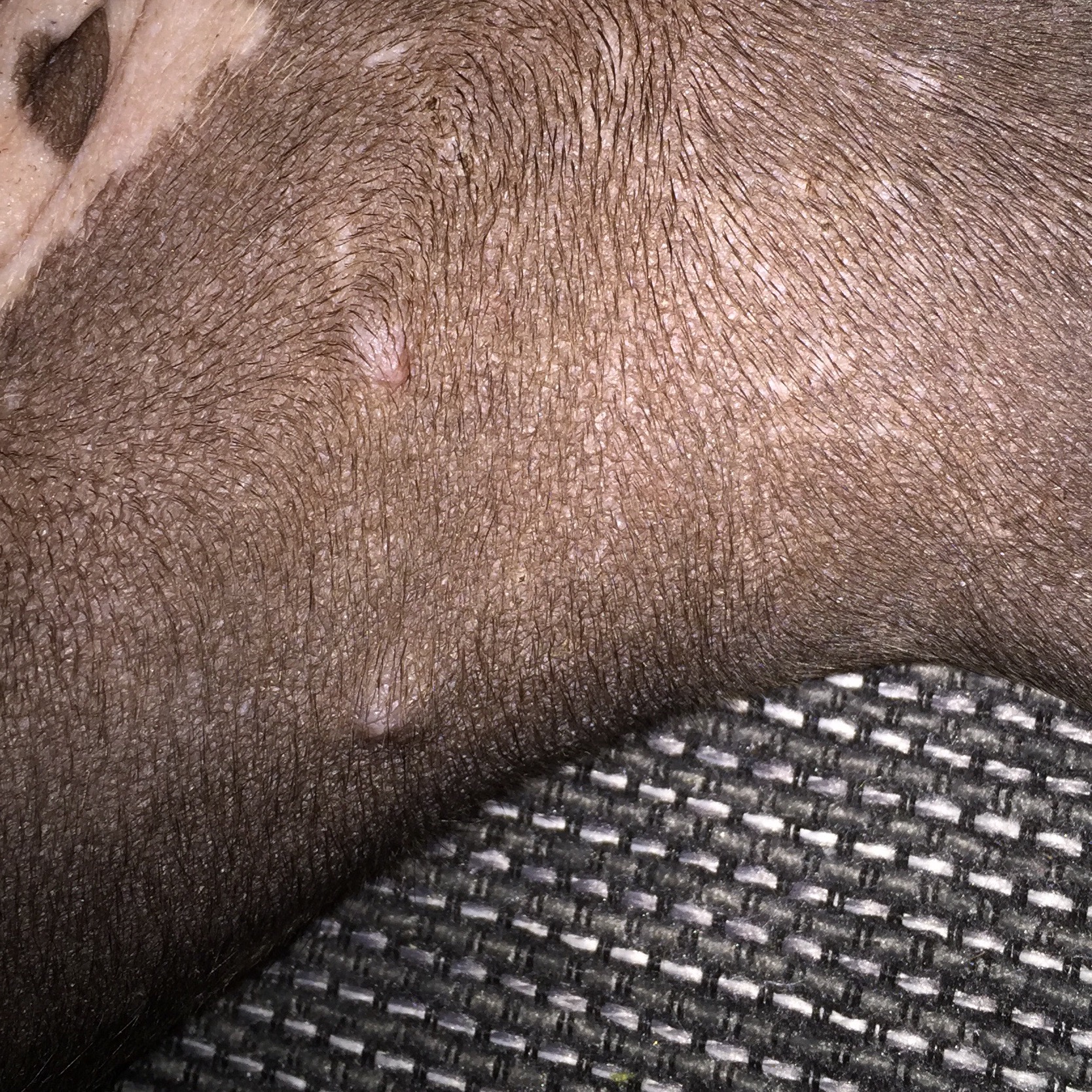 Mein Welpe hat Knubbel unter der Haut? (Gesundheit und Medizin, Beauty