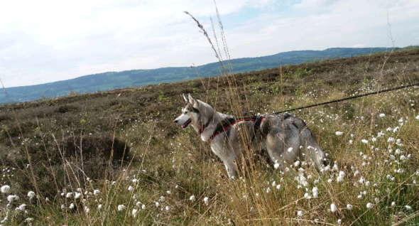 - (Tiere, Hund, Haustiere)