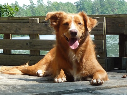 - (Tiere, Hund, Haustiere)