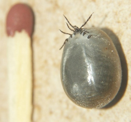 Wie Lange Braucht Eine Zecke Bis Sie Vollgesogen Ist Hund Biologie Haustiere Wie Lange Braucht Eine Zecke Bis Sie Vollgesogen Ist Hund Biologie Haustiere