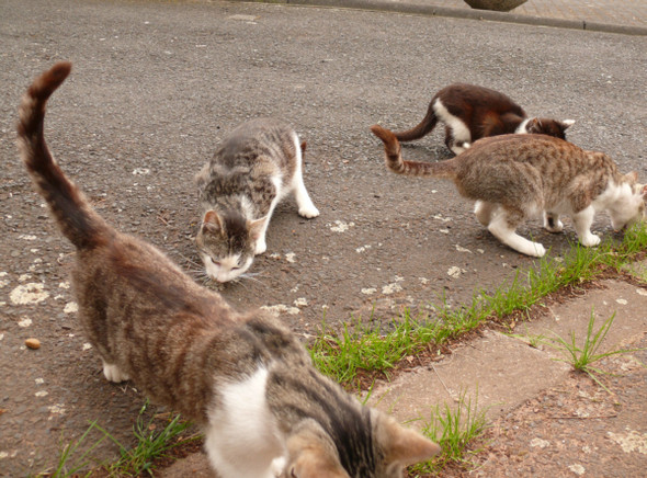 aus der damaligen Katzenschwemme, des ehemaligen verstorbenen Nachbarn. - (Hund, Gesundheit und Medizin, Katzen)