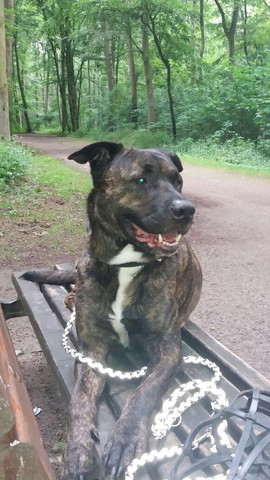 - (Hund, Rasse, Schäferhund)