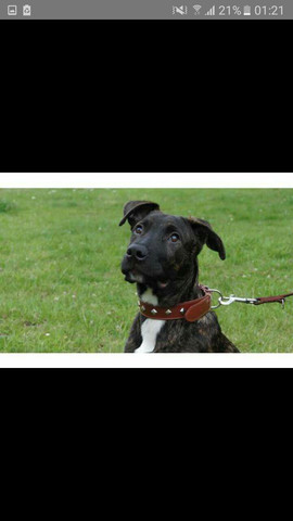 - (Hund, Rasse, Schäferhund)