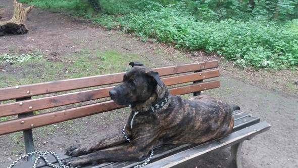 - (Hund, Rasse, Schäferhund)