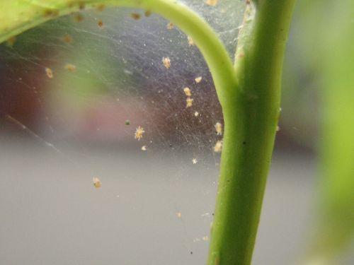 Gespinnst dieser Milben - (Pflanzen, Spinne, Bonsai)