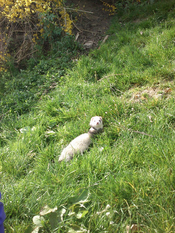 Frettchen draußen - (Tiere, Kleintiere, Frettchen)