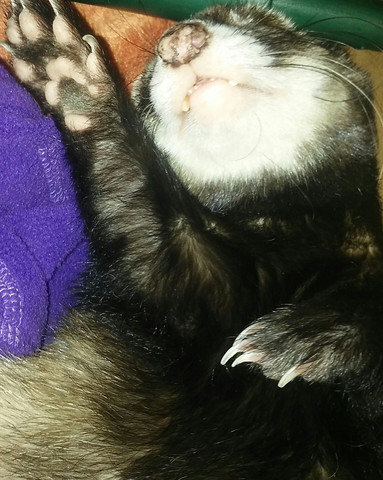 Frettchen schläft - (Tiere, Kleintiere, Frettchen)