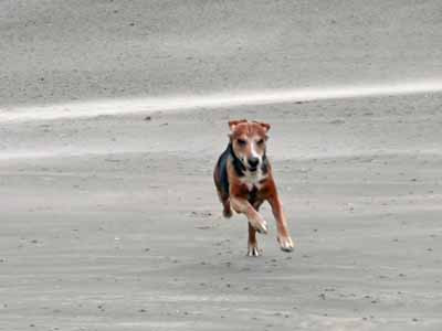 Hund am Strand - (Tiere, Hund, Jagdhund)