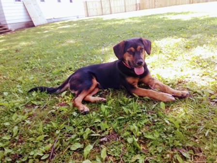 - (Tiere, Hund, Hunderassen)