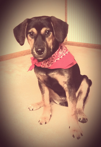 - (Tiere, Hund, Hunderassen)