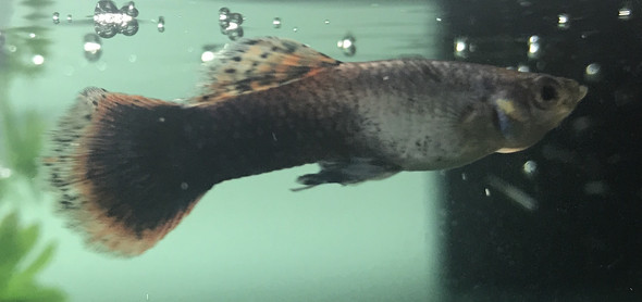 männchen  - (Fische, Aquarium, Guppy)