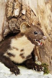 Marder Verschwindet Nicht Gips Haferflocken Vertreiben