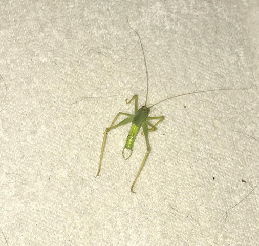 - (Tiere, Insekten)