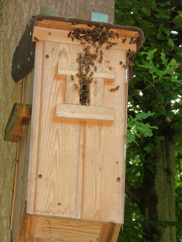 Bienen - (Insekten, Bienen, Honig)
