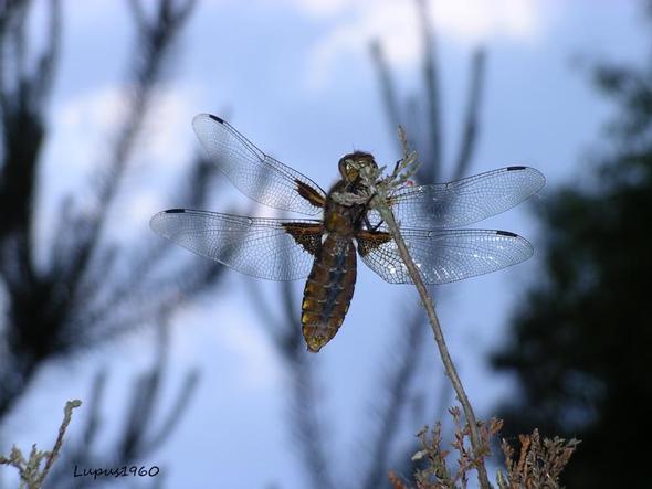 Libelle - (Insekten, Geschwindigkeit)
