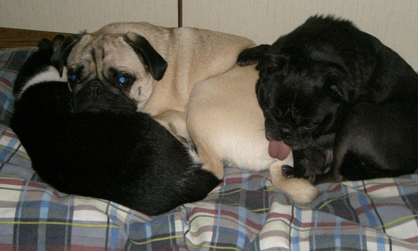 - (Tiere, Hund, Katze)