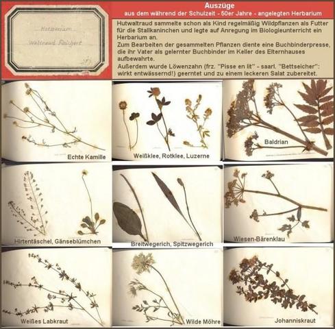 Herbarium Kindheit - 50er Jahre -  - (Pflanzen, Herbarium)