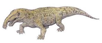 Archosaurus rossicus - (Tiere, Vögel, Evolution)