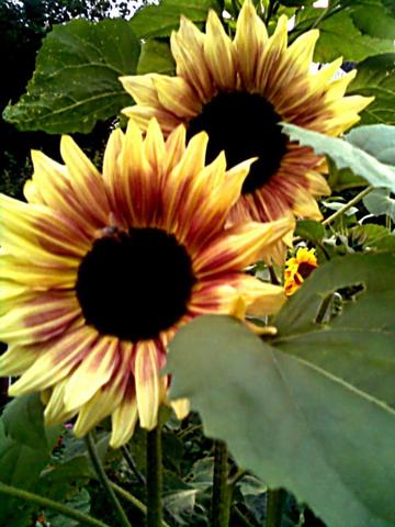 Sonnenblume mit Nachtmodus - (Garten, Anbau, Sonnenblume)