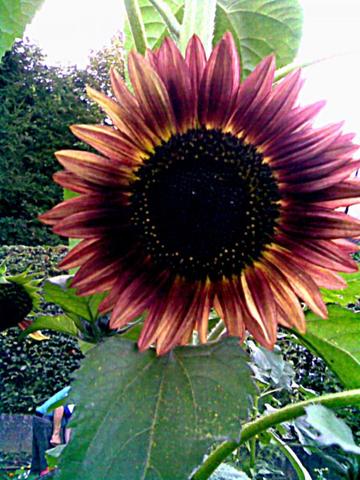 Sonnenblume - (Garten, Anbau, Sonnenblume)