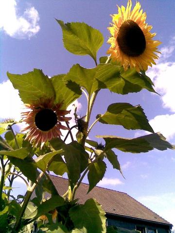 Gelbe Sonnenblume - (Garten, Anbau, Sonnenblume)
