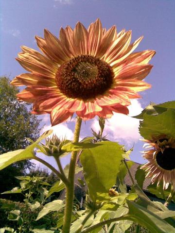 Sonnenblume - (Garten, Anbau, Sonnenblume)