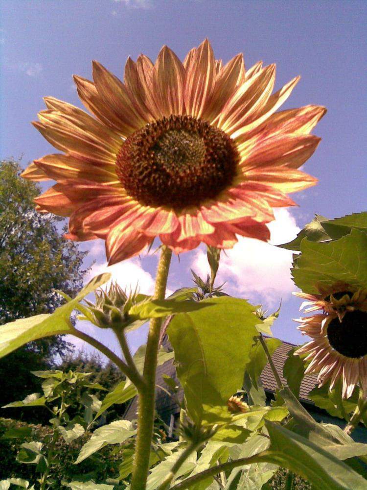 Sonnenblumen noch aussäen? (Garten, Anbau, Sonnenblume)