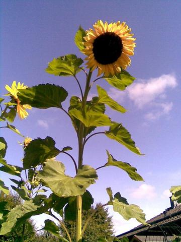 Gelbe Riesen - (Garten, Anbau, Sonnenblume)