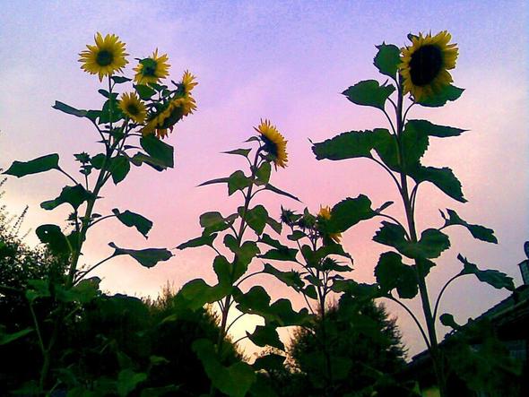 Sonnenblumen vor dem Abendhimmel - (Garten, Anbau, Sonnenblume)