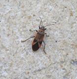 Platanenwanze Platanenwanze