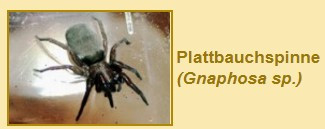 Plattbauchspinne Gnaphosa sp. - (Spinnen, Gift, Südfrankreich)