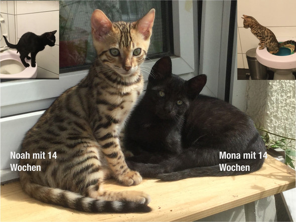 - (Tiere, Katze, Haustiere)