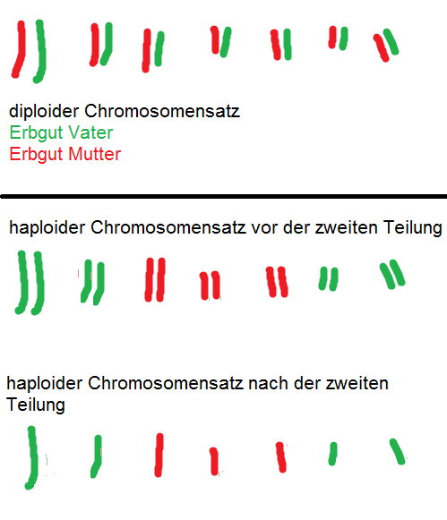 Unterschied zwischen haploidem und diploidem Chromosomensatz?Meiose? (Biologie)