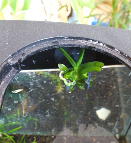 Baby Vanda - (Biologie, Pflanzen, Aquarium)