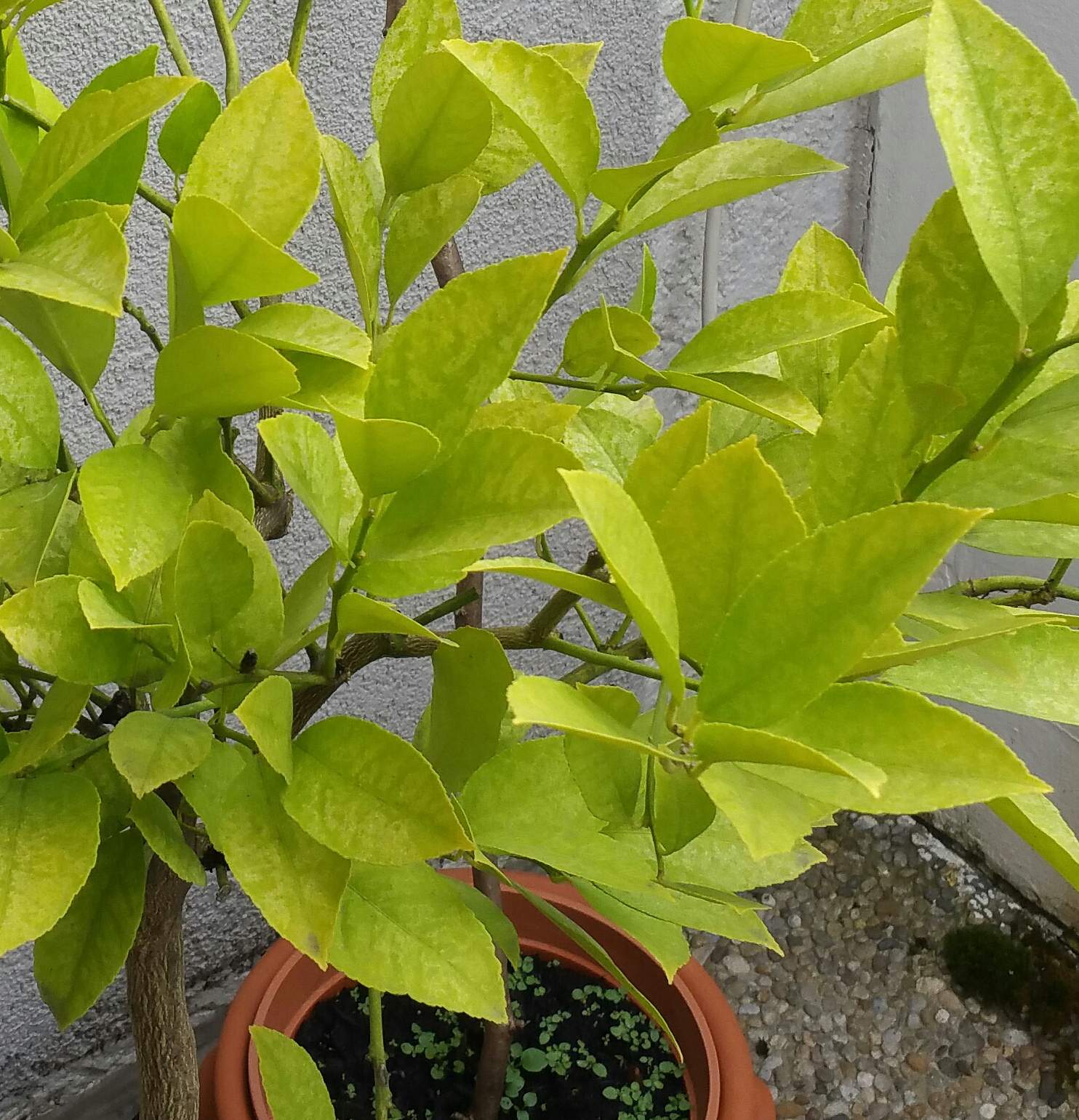 Zitronenbaum trägt keine Früchte mehr Mein Zitronenbaum hatte im Frühjahr kräftig geblüht und