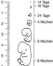 2 woche schwanger abtreiben