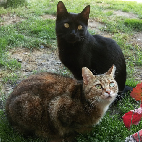 Katzchen Miaut Wenn Man Es Anspricht Katze Haustiere Katzen