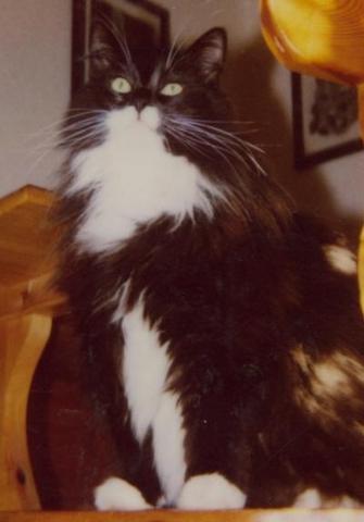 wie verhinder ich das mein einer kater dem anderen alles weg frisst katzen katzenfutter fressen